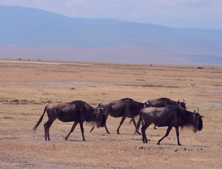 Exploring the Wonders of Ngorongoro Crater in Tanzania