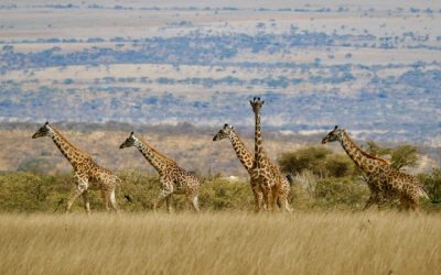 Discover the Majestic Wildlife and Scenic Beauty of Tanzania’s Ngorongoro Conservation Area