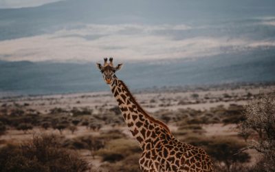 Experience the Ultimate Adventure: Unforgettable Tanzania Safari Journeys