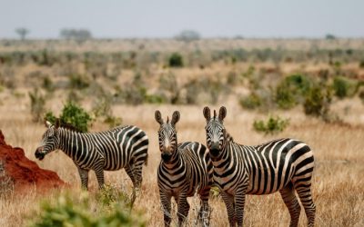 Affordable Guide to Tanzania Safari Costs: Planning Your Dream Adventure