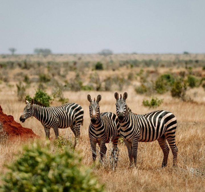 Affordable Guide to Tanzania Safari Costs: Planning Your Dream Adventure