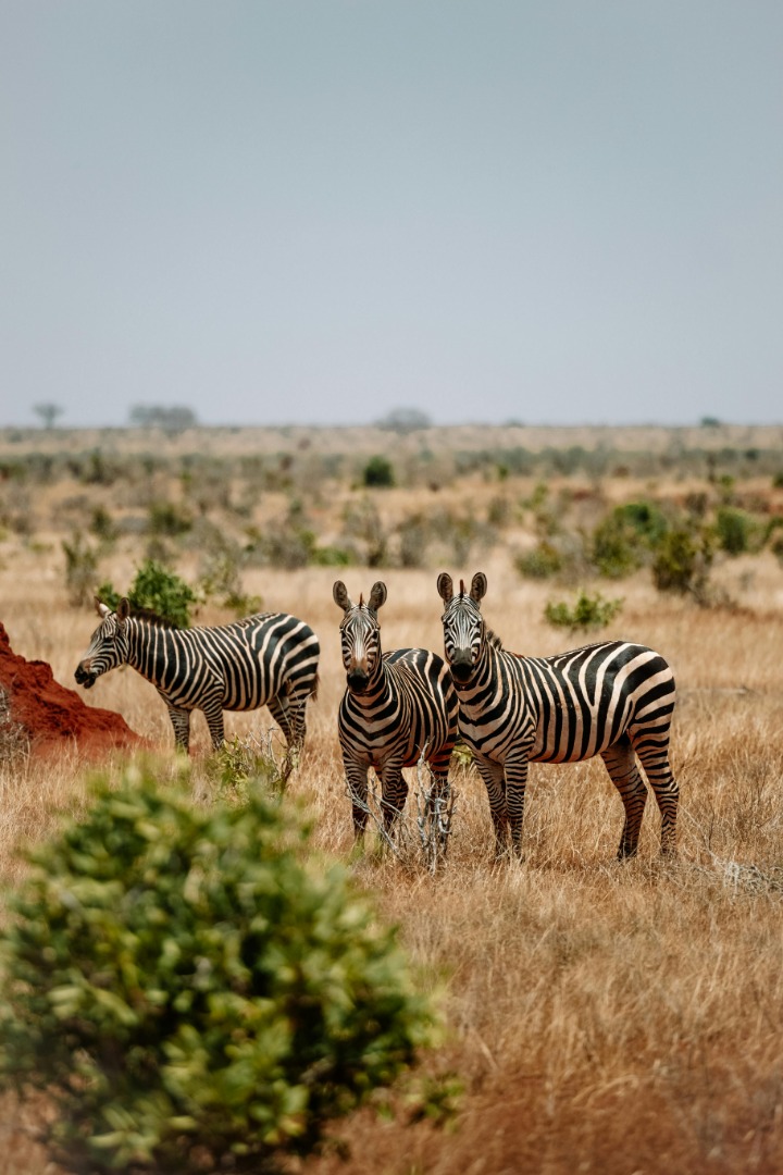 tanzania_safari_cost_(39).jpeg