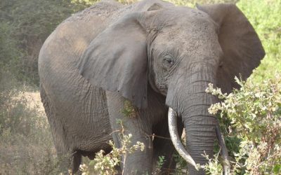Experience the Adventure: Exclusive Tanzania Safari Packages for Unforgettable Wildlife Encounters