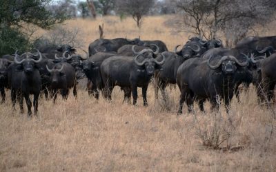 Experience Unforgettable Adventure at Tanzania Safari Resort