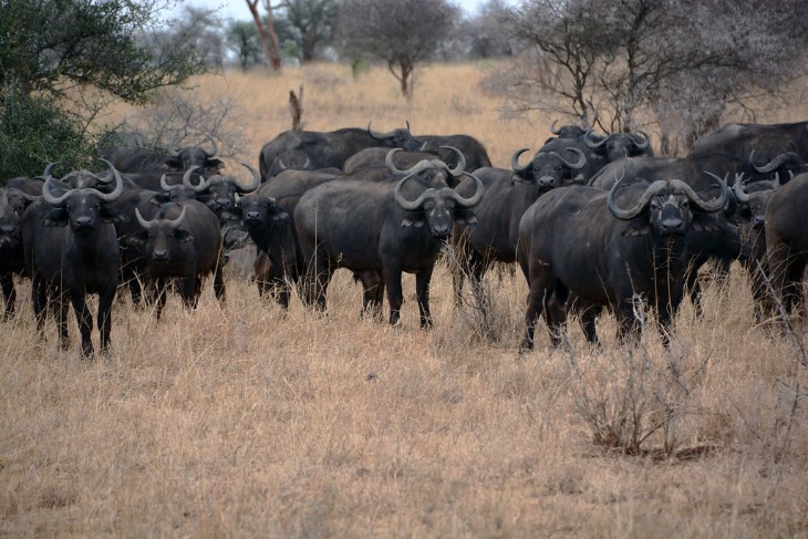 tanzania_safari_resort_(7).jpeg