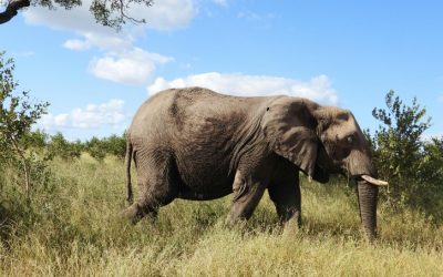 Experience the Ultimate Adventure with a Tanzania Safari Tour